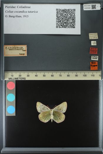 Media type: image;   Entomology 25992